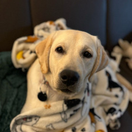 yellow lab in blanket