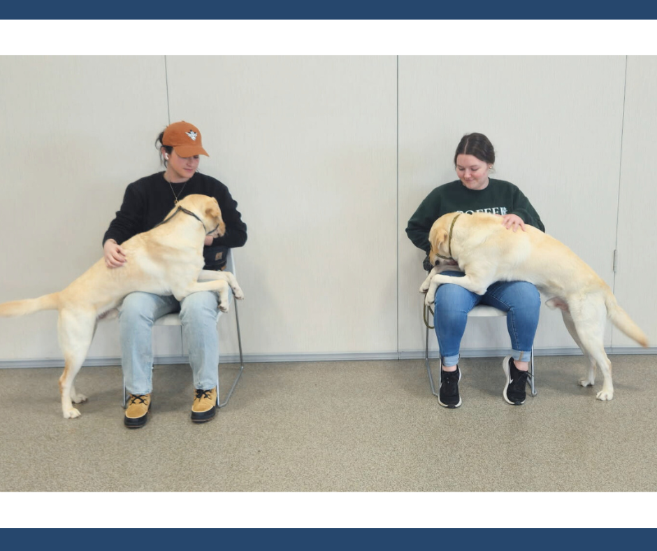 Service Dog gently placing paws on a client to apply Deep Pressure Therapy (DPT) and provide emotional support.