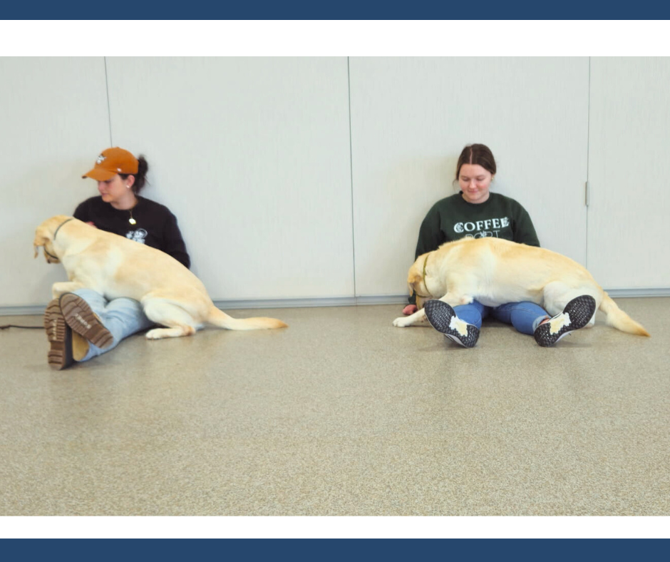 Service Dog laying across a client’s legs to deliver Deep Pressure Therapy (DPT), helping to reduce stress and promote relaxation.